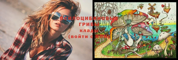 шишки Сосновый Бор